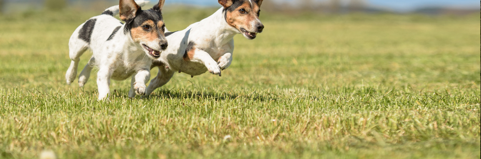 COMMERCIANTI, ADDESTRATORI, ALLEVATORI DI CANI - TOELETTATORI E GESTORI O PROPRIETARI DI PENSIONI PER ANIMALI DA COMPAGNIA